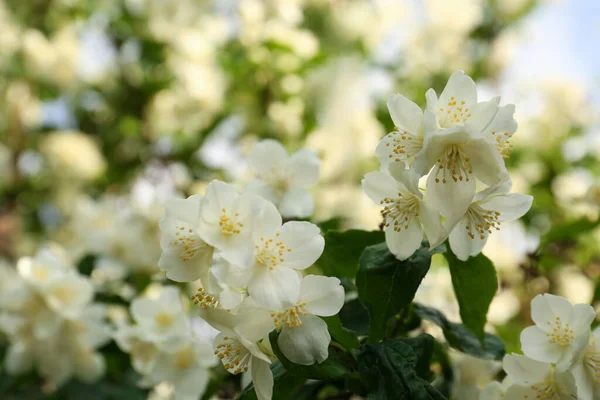 Schöne Blühende Weiße Jasminsträucher Freien Nahaufnahme — Stockfoto