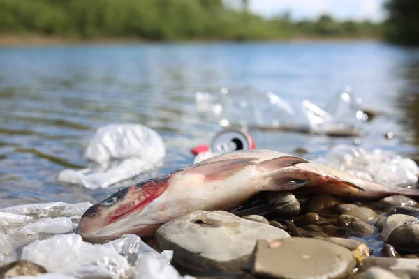 Dead fish among trash on stones near river. Environmental pollution concept