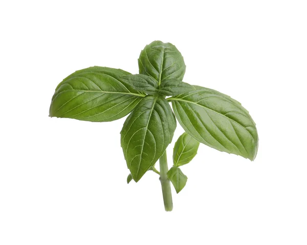 Aromatic Green Basil Sprig Isolated White Fresh Herb — Stok Foto