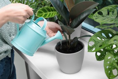 Woman watering beautiful houseplant near window at home, closeup