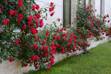 Beautiful blooming rose bush climbing on house wall
