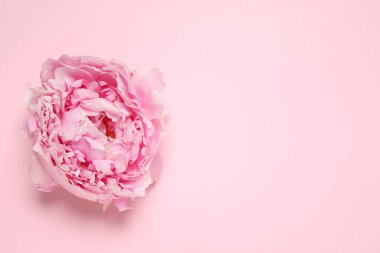 Pembe arka planda güzel bir şakayık, üst manzara. Metin için boşluk