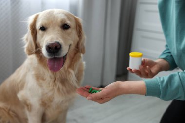 Evdeki sevimli köpeğe hap veren bir kadın, yakın plan. Hayvan için vitaminler