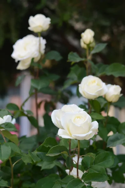 Vackra Vita Ros Blommor Blommar Utomhus Närbild — Stockfoto