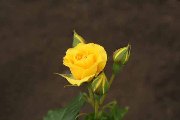 Крупним Планом Вид Красивий Квітучий Кущ Троянди Відкритому Повітрі — стокове фото