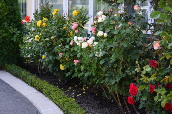 Кущі Барвистими Красивими Трояндами Відкритому Повітрі Літній День — стокове фото
