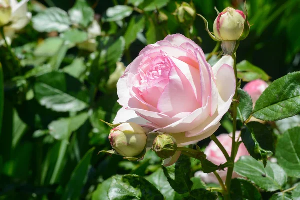 Beautiful Blooming Rose Bush Outdoors Closeup View — Stock Photo, Image