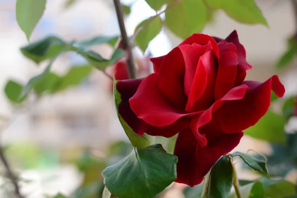 Bela Flor Rosa Arbusto Livre Close Espaço Para Texto — Fotografia de Stock