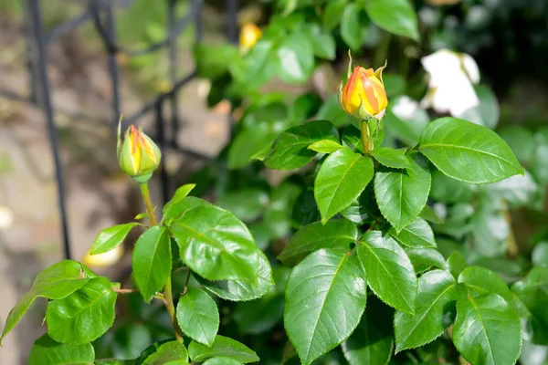 Beautiful Rose Flowers Blooming Outdoors Closeup View —  Fotos de Stock
