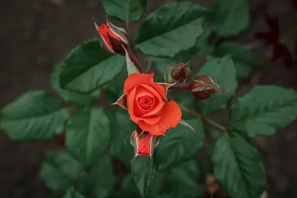 Closeup View Beautiful Blooming Rose Bush Outdoors — Φωτογραφία Αρχείου