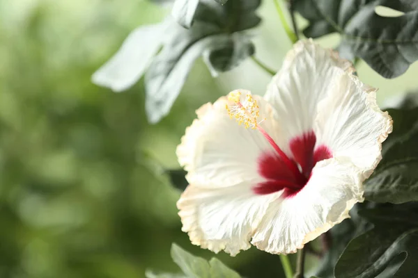 Belle Fleur Hibiscus Tropicale Extérieur Espace Pour Texte — Photo