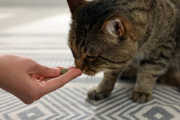 Woman giving pill to cute cat indoors, closeup. Vitamins for animal