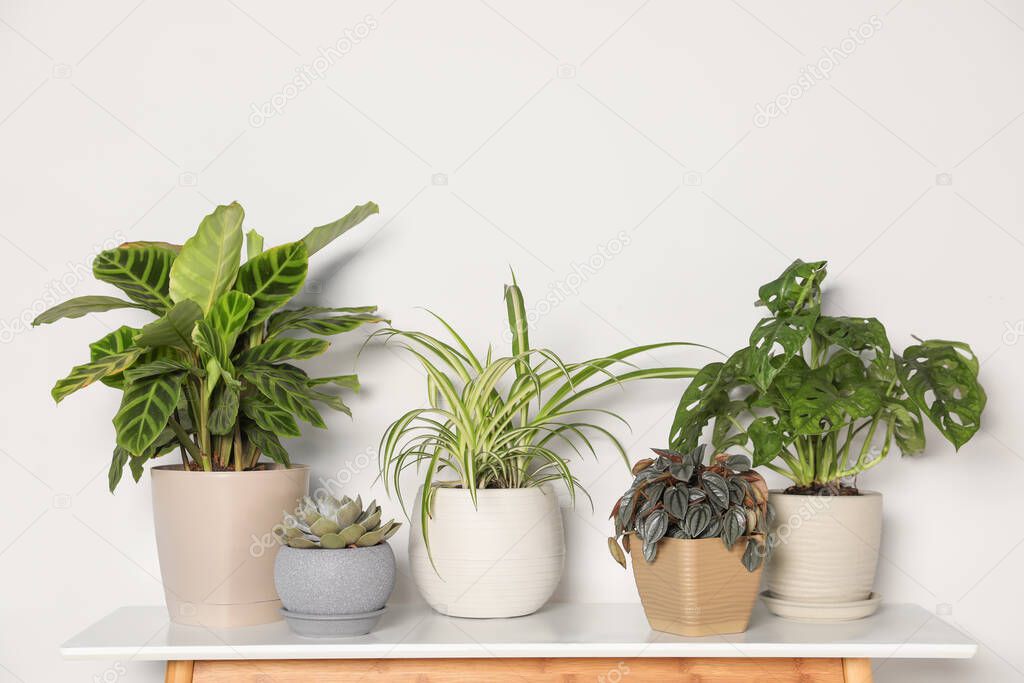 Beautiful houseplants on table near light wall
