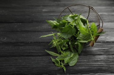 Overturned metal basket with fresh stinging nettle leaves on black wooden table. Space for text