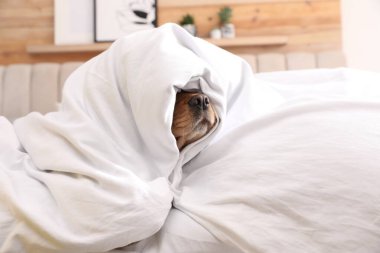 Şirin İngiliz cocker spaniel yumuşak battaniye ile kapalı kapalı kapalı, yakın çekim