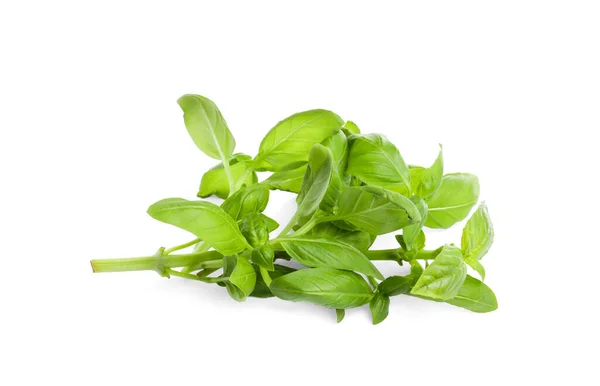 Aromatic Fresh Basil Leaves White Background — Stock Photo, Image