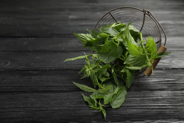 Overturned metal basket with fresh stinging nettle leaves on black wooden table. Space for text