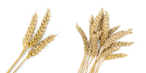 Сушеные Колосья Пшеницы Белом Фоне Вид Сверху Баннерный Дизайн — стоковое фото