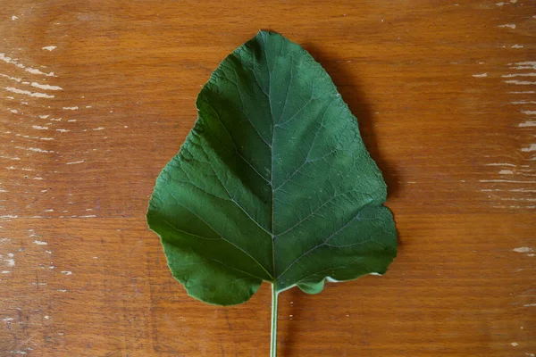 Fresh Green Burdock Leaf Wooden Table Top View — Stock Photo, Image