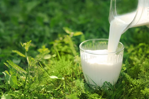 Pouring Tasty Fresh Milk Jug Glass Green Grass Outdoors Closeup — ストック写真