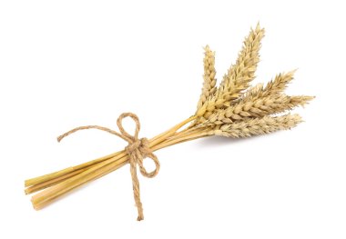 Bunch of dried wheat isolated on white