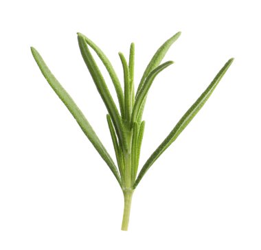 Aromatic rosemary sprig isolated on white. Fresh herb