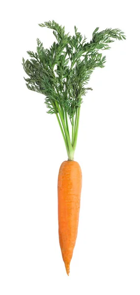 Tasty Ripe Organic Carrot Isolated White — Zdjęcie stockowe