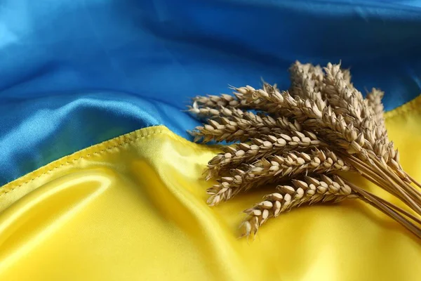 Ears of wheat on Ukrainian national flag, space for text