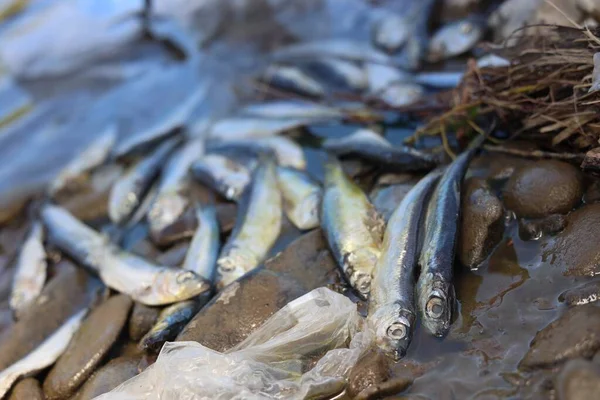 Dead fishes and trash near river. Environmental pollution concept