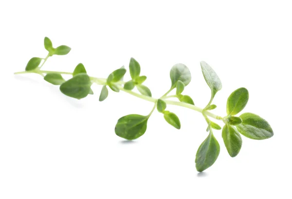 Aromatic Green Marjoram Sprig Isolated White Fresh Herb — Fotografia de Stock