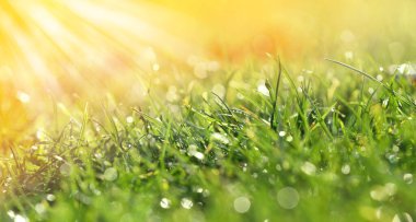 Closeup view of green grass with dew on sunny day, bokeh effect. Banner design