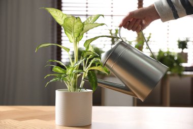 Dieffenbachia bitkisini sulayan kadın, yakın plan.
