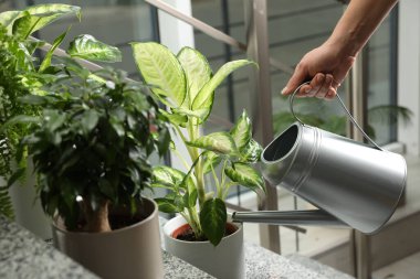 Dieffenbachia bitkisini sulayan kadın, yakın plan. Ev dekorasyonu