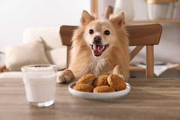 Cute Pomeranian Spitz Dog Table Cookies Milk Indoors — Fotografia de Stock