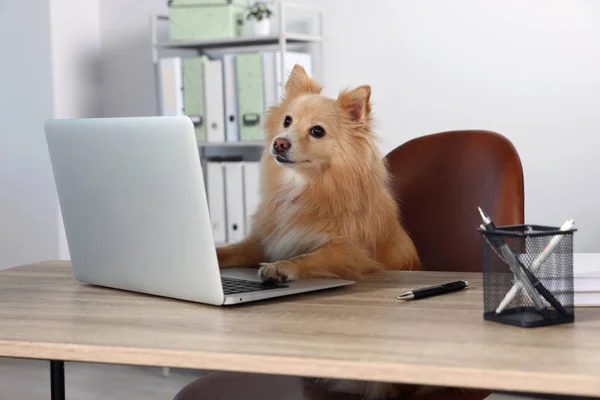 Cute Pomeranian Spitz Dog Table Office — 图库照片