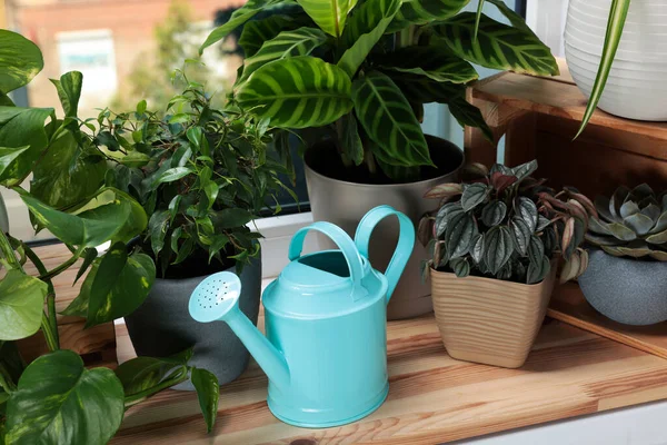 Different Beautiful Houseplants Light Blue Metal Watering Can Window Sill — Stok Foto