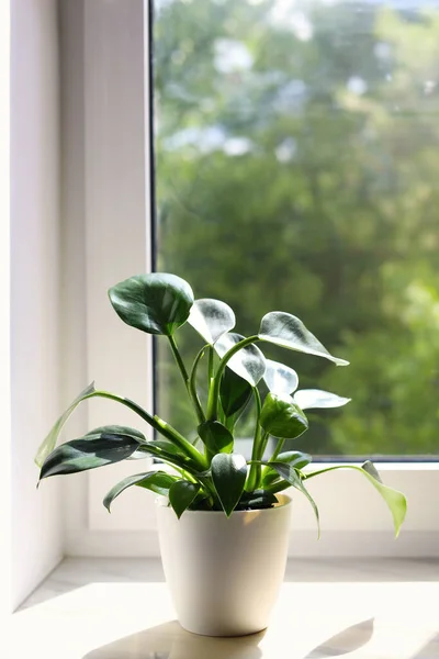 Beautiful Houseplant Green Leaves Pot White Window Sill Indoors — Stockfoto