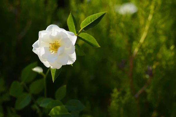 Bush Beautiful Blooming Rose Garden Sunny Day Space Text — Stok fotoğraf