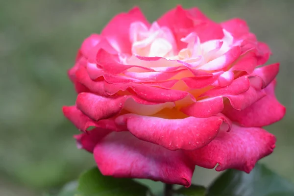 Beautiful Pink Rose Flower Blooming Outdoors Closeup —  Fotos de Stock