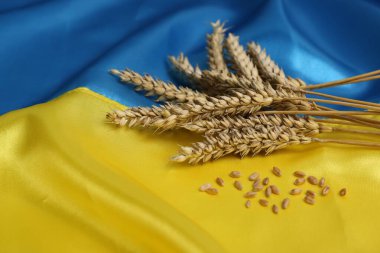 Ears of wheat and grains on Ukrainian national flag, space for text