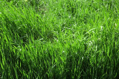 Beautiful lawn with green grass on sunny day
