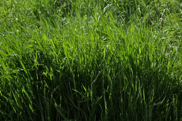 Beautiful Lawn Green Grass Sunny Day —  Fotos de Stock