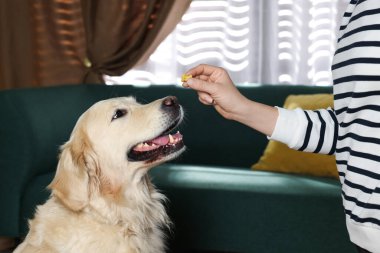 Evdeki sevimli köpeğe kemik şeklinde hap veren kadın, yakın plan. Hayvan için vitaminler