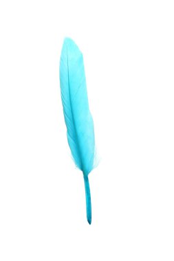 Beautiful light blue feather isolated on white