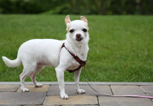 Cute Little Chihuahua Walkway Green Lawn Dog Walking — Stock Fotó