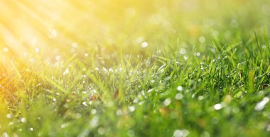 Closeup view of green grass with dew on sunny day, bokeh effect. Banner design