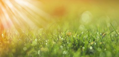 Closeup view of green grass with dew on sunny day, bokeh effect. Banner design