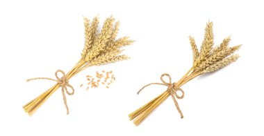 Dried ears of wheat on white background, top view. Banner design