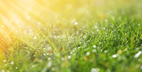 Closeup view of green grass with dew on sunny day, bokeh effect. Banner design