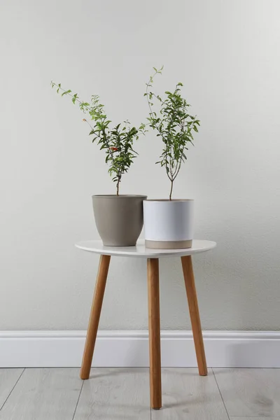 Pomegranate plants with green leaves in pots near beige wall indoors